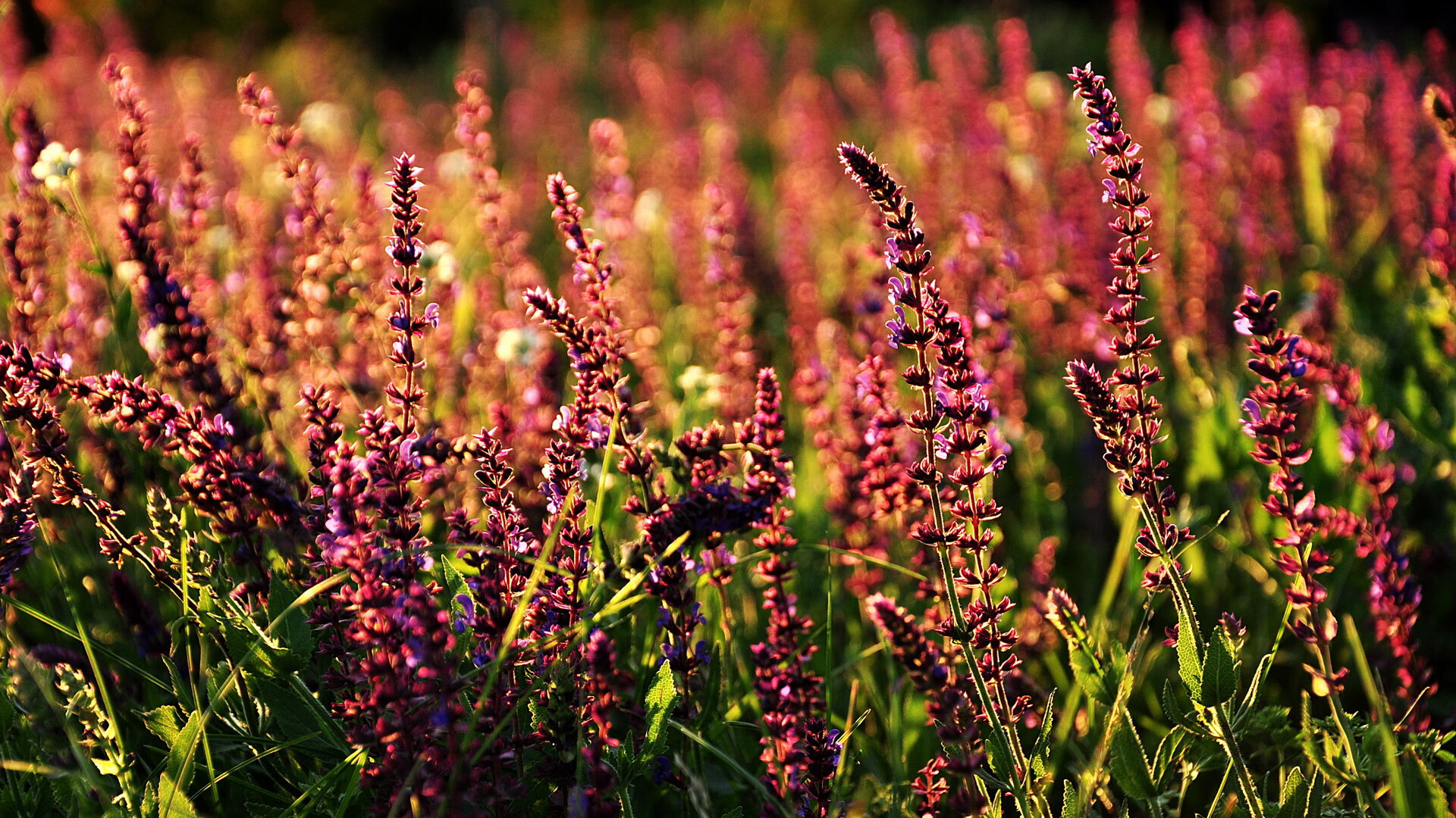 世界篮球峰会召开，规则改革与商业模式成讨论热点，2017世界篮球峰会